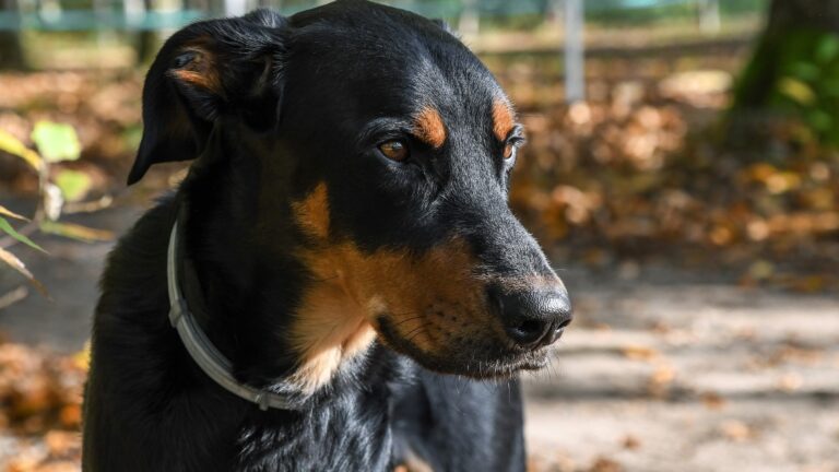 What Breeds Make a Beauceron? Discover Their Unique Origins & Traits
