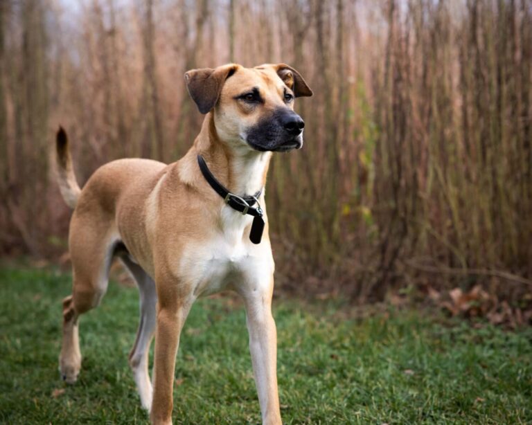 What Breeds Make a Black Mouth Cur? Origins, Traits & Types Explained