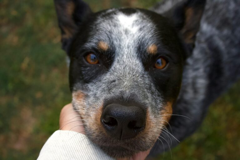 What Breeds Make a Blue Heeler? Discover the Origins & Traits