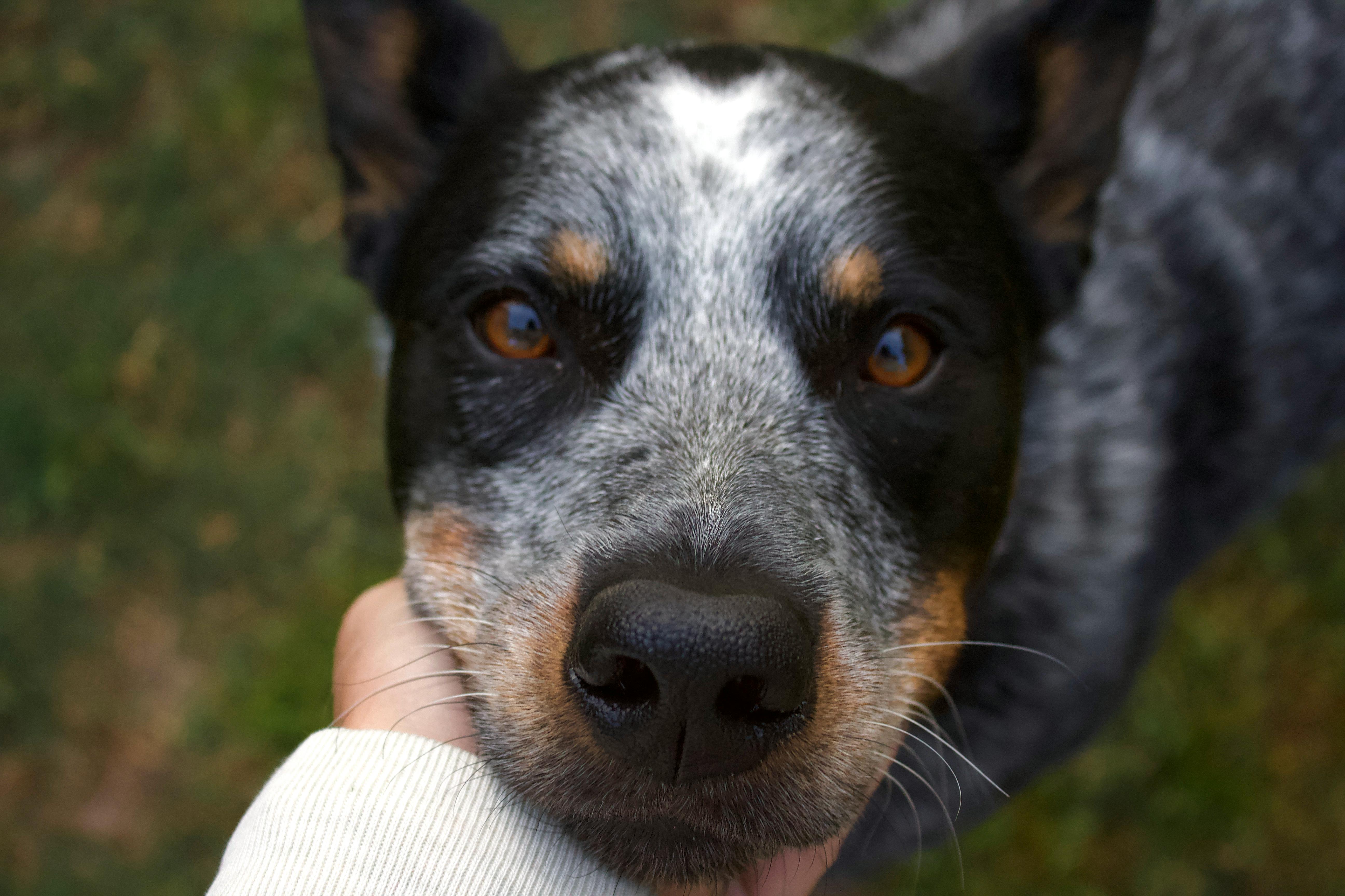 what breeds make a blue heeler