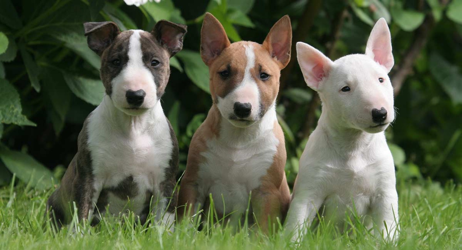 what breeds make a bull terrier