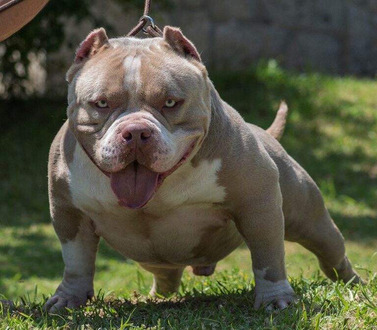 What Breeds Make a Bully? Origins, Traits, and Essential Insights