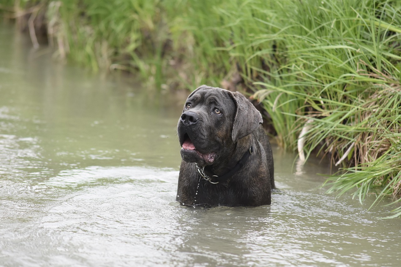 What Breeds Make a Cane Corso