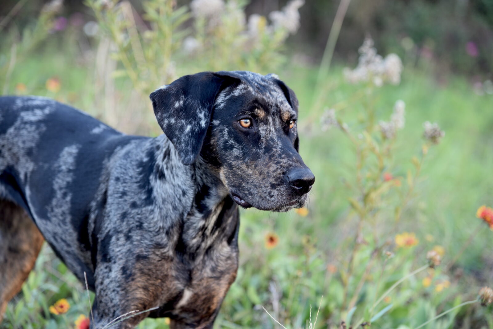 what breeds make a catahoula leopard dog