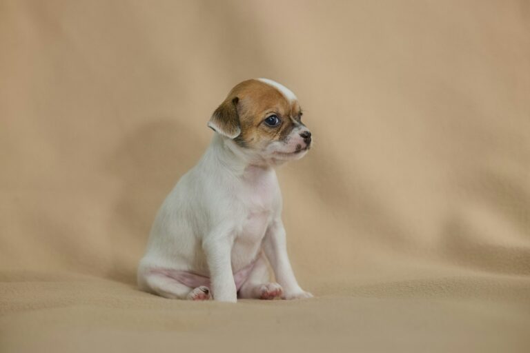 What Breeds Make a Chihuahua? Discovering Their Unique Origins and Traits