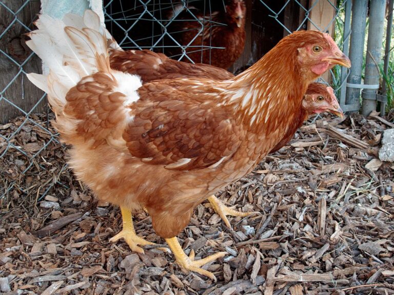 What Breeds Make a Cinnamon Queen Chicken? Origins, Traits & More
