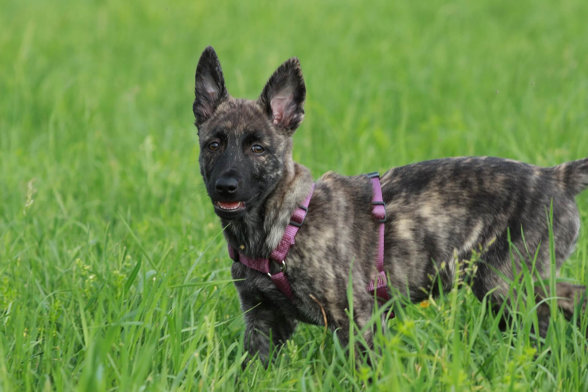 what breeds make a dutch shepherd