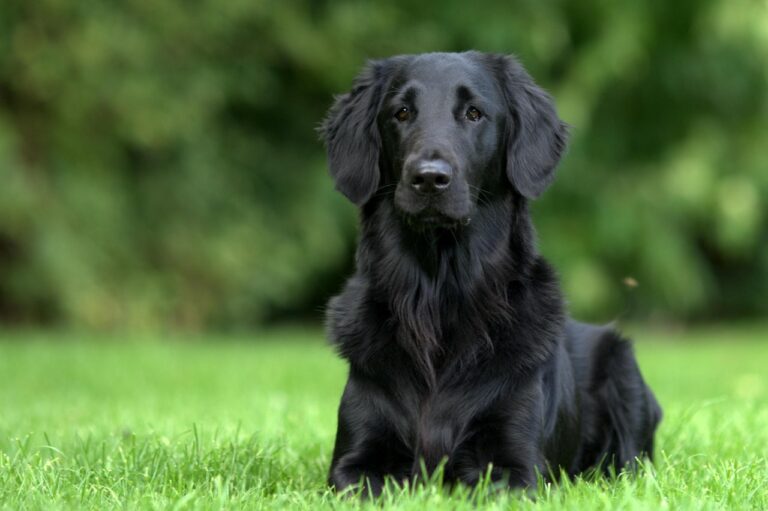 What Breeds Make a Flat Coated Retriever? Discover Origins & Traits