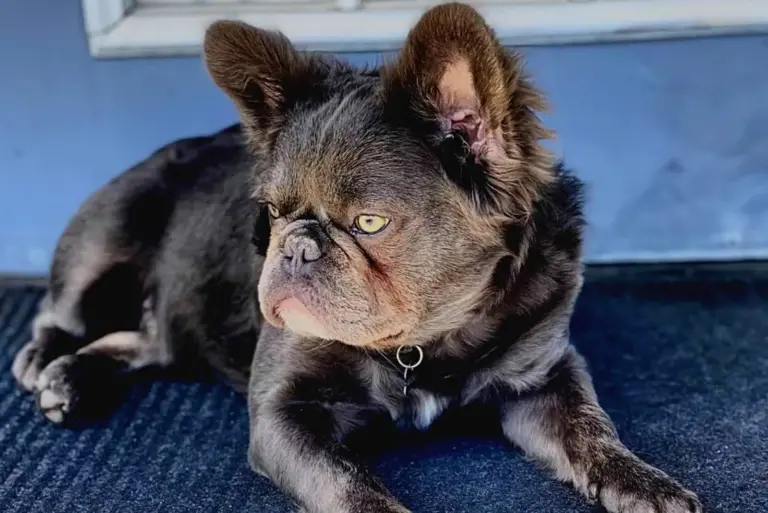 What Breeds Make a Fluffy Frenchie? Unique Origins & Traits Explained