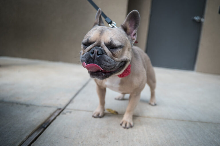 What Breeds Make a French Bulldog? Understanding Their Origins and Traits
