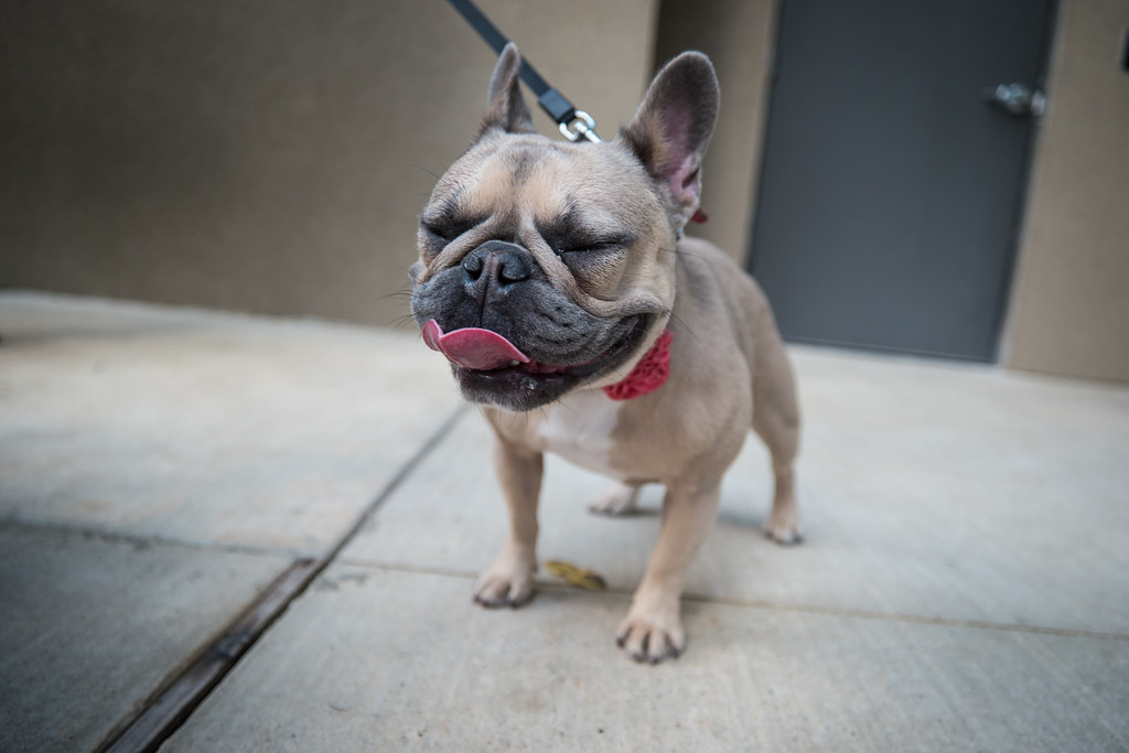 What Breeds Make a French Bulldog?