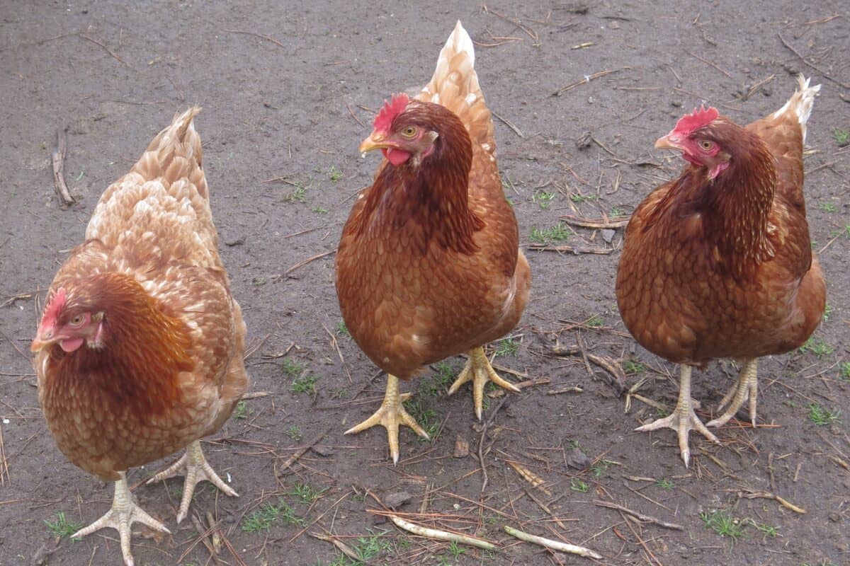 what breeds make a isa brown chicken