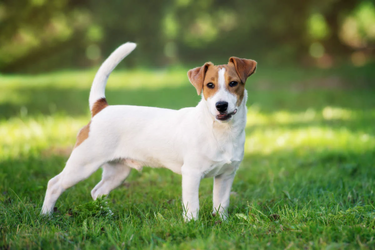 what breeds make a jack russell terrier