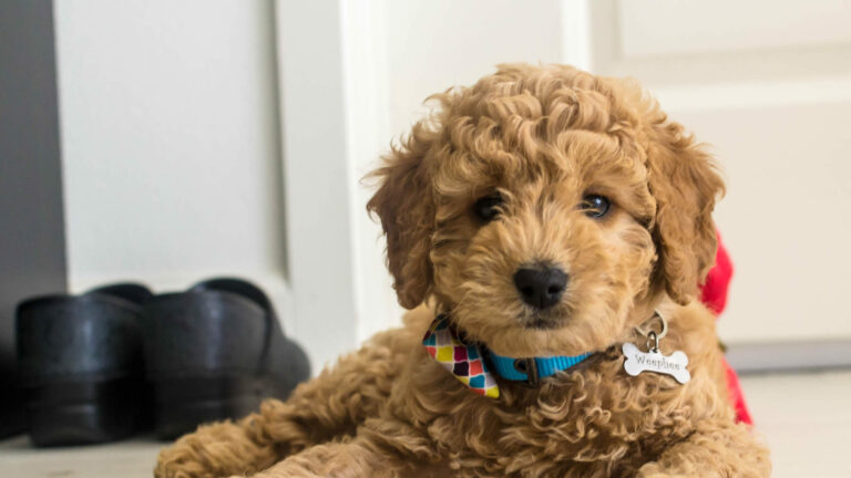 What Breeds Make a Mini Goldendoodle? Origins & Key Traits Explained