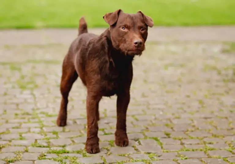 What Breeds Make a Patterdale Terrier? Discover Its Origins and Traits