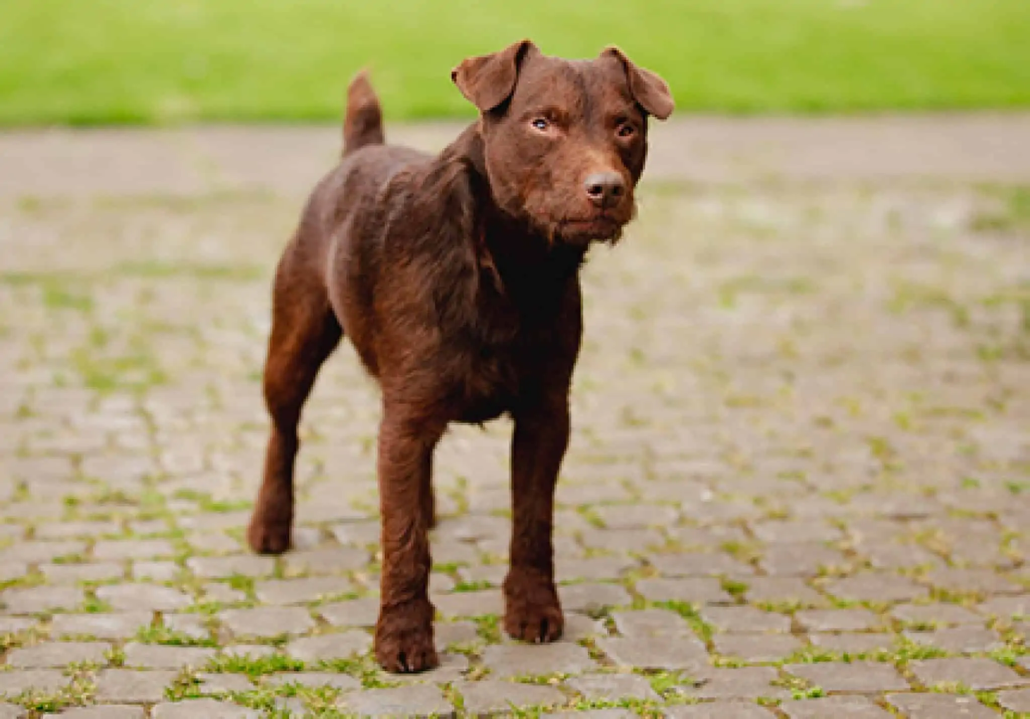 what breeds make a patterdale terrier