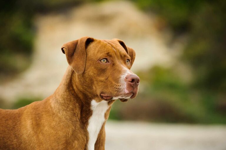 What Breeds Make a Pitbull Terrier? Origins, Traits, and More Explained