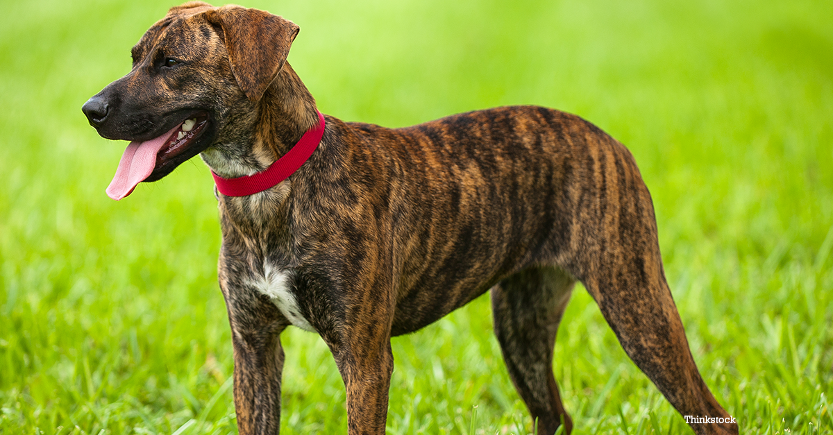 what breeds make a plott hound