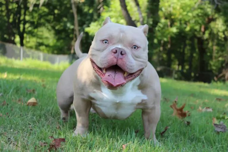 What Breeds Make a Pocket Bully? Origins, Traits & Lineage Explained