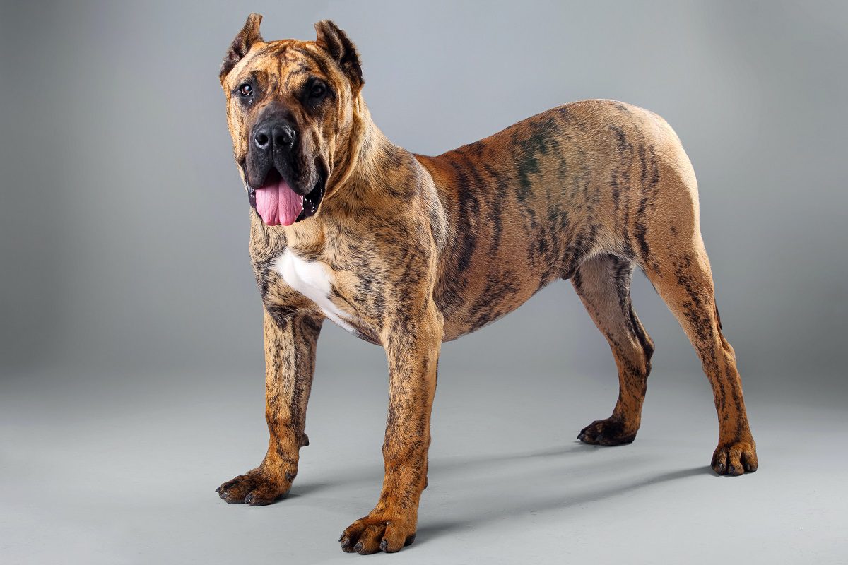 what breeds make a presa canario