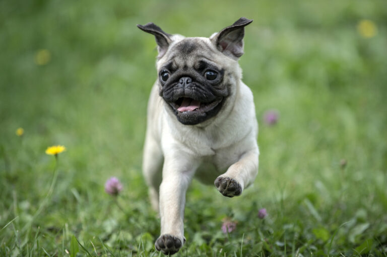 What Breeds Make a Pug? Discover Their Unique Origins & Traits