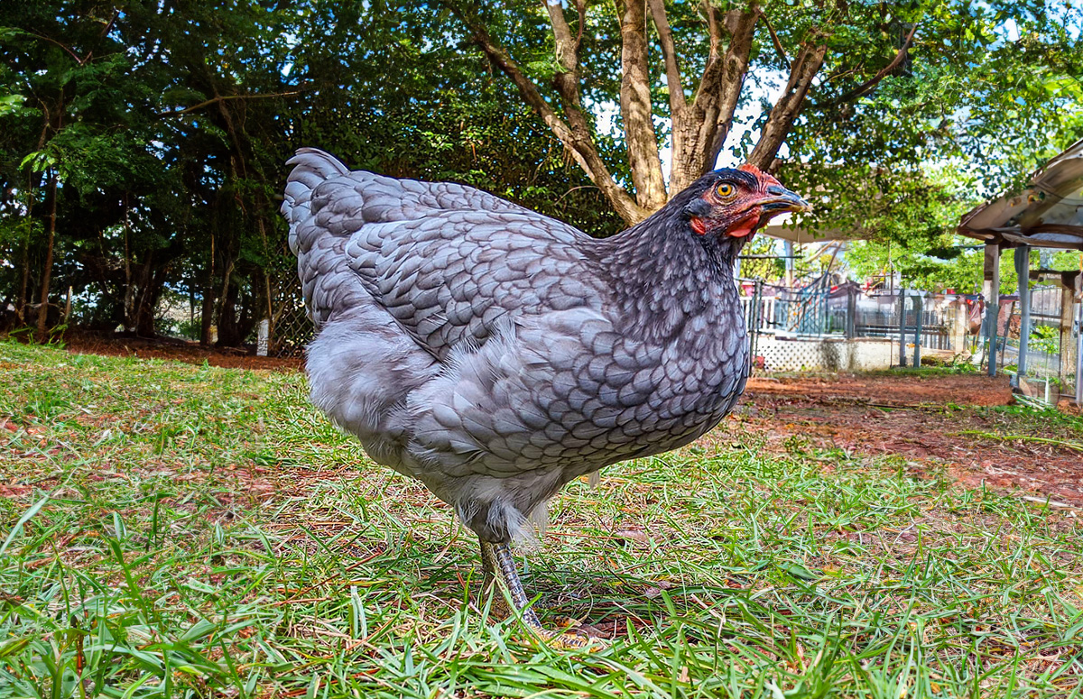what breeds make a sapphire gem chicken