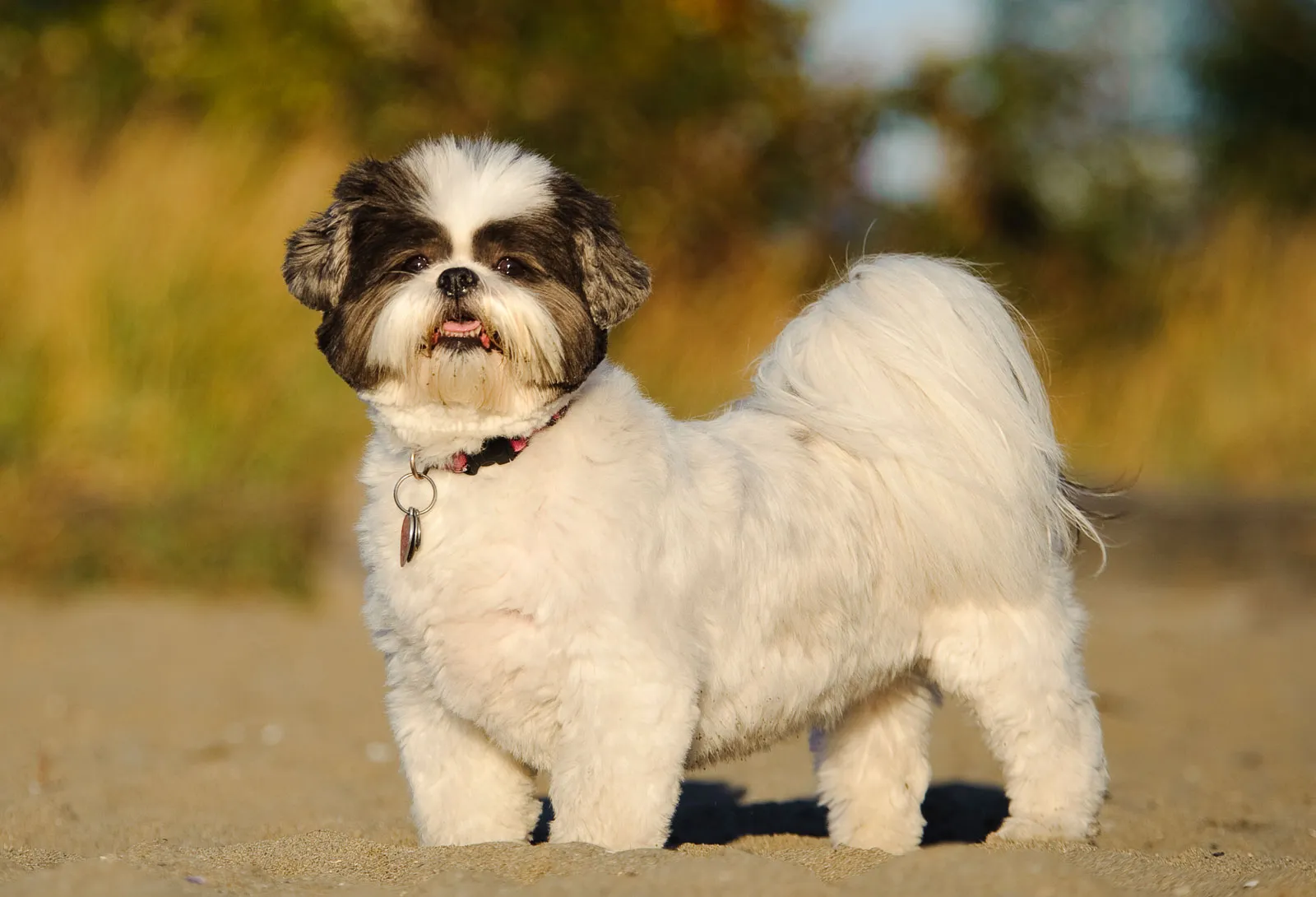 what breeds make a shih tzu