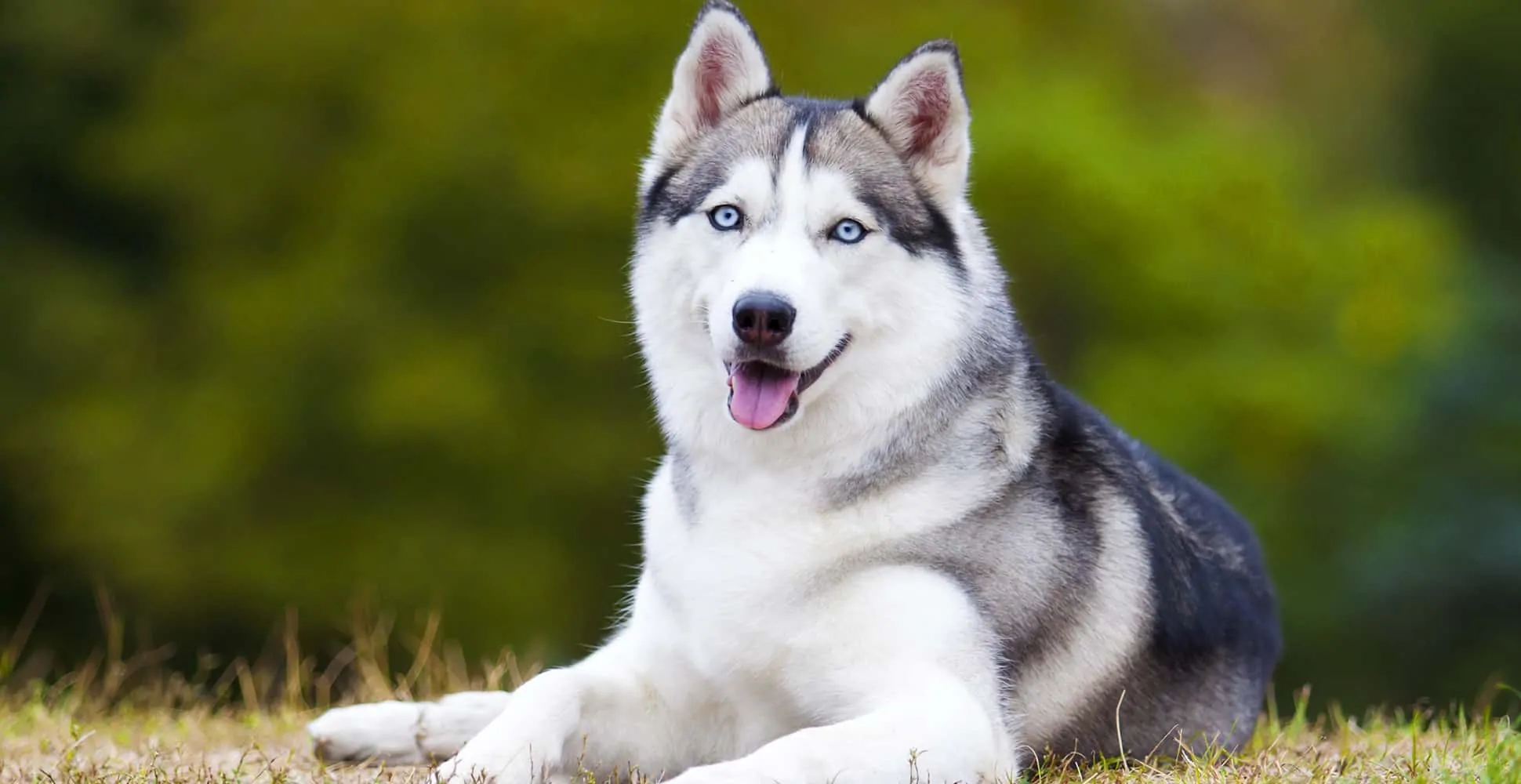 what breeds make a siberian husky