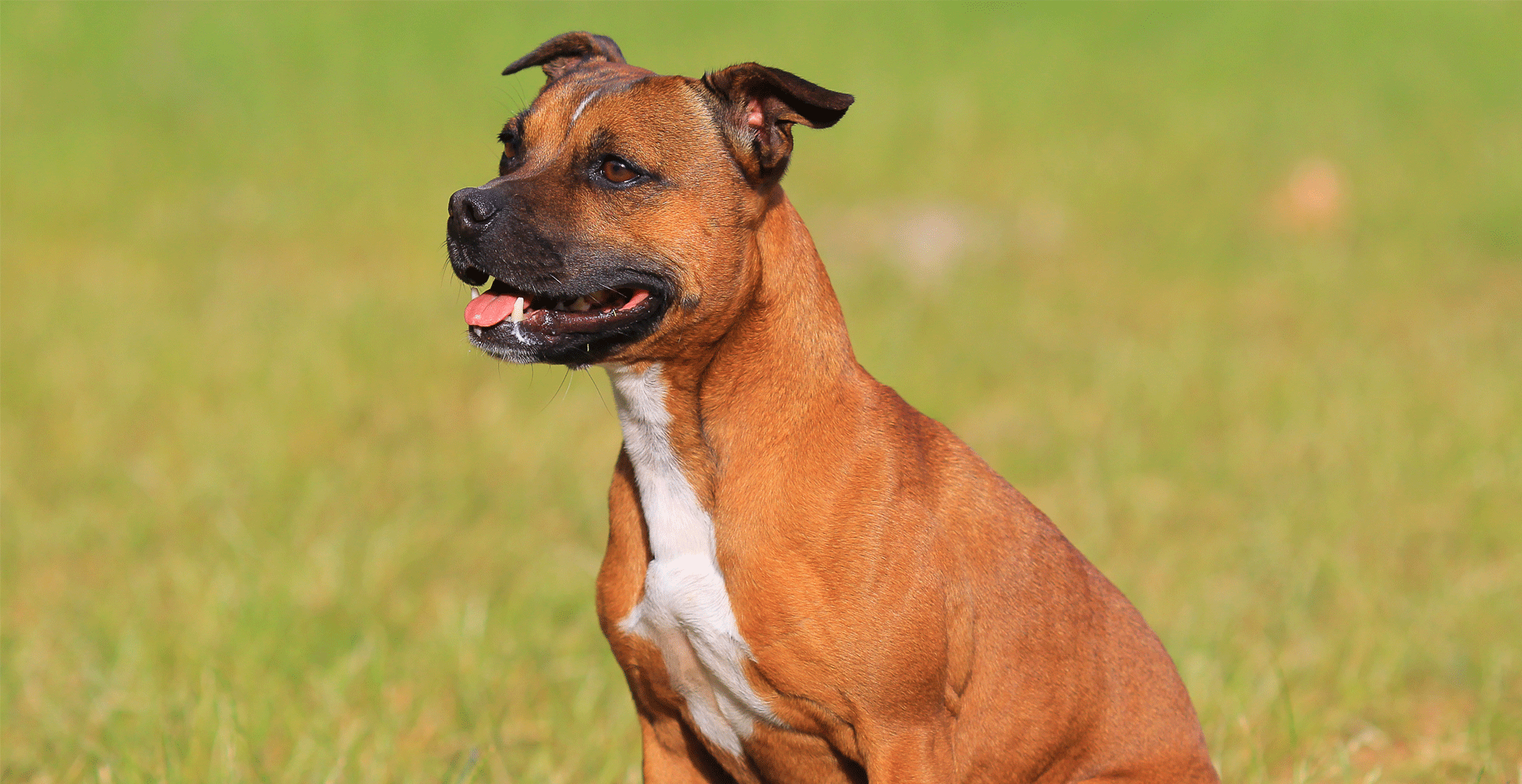 what breeds make a staffordshire bull terrier