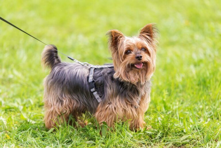 What Breeds Make a Yorkshire Terrier? Discover Their Unique Origins and Traits