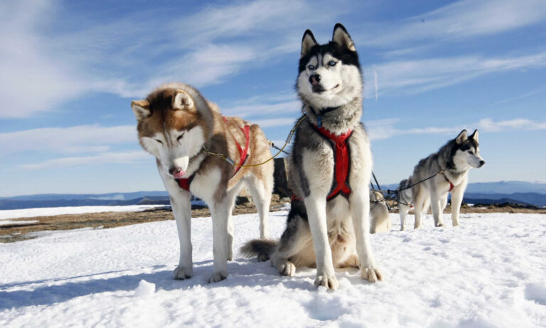 What Breeds Make an Alaskan Husky? Unraveling Their Unique Heritage and Characteristics