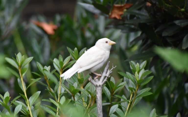 11 White Birds in Florida You Need to Identify (With Photos)