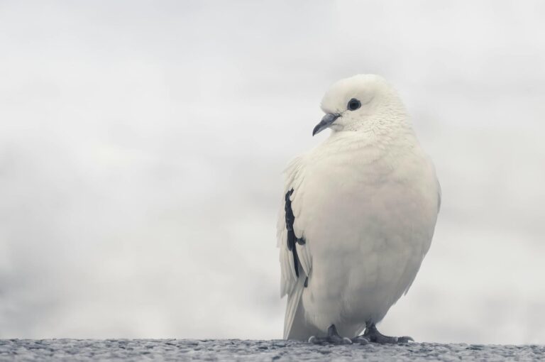 Hawaii’s Most Common White Birds: Easy Identification Tips for Every Species