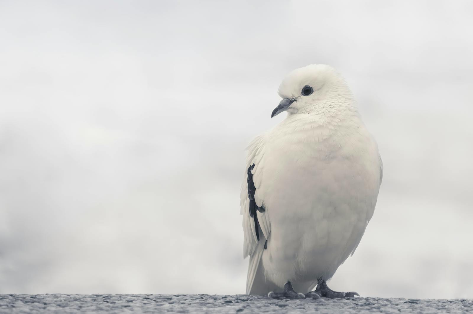 white birds in hawaii