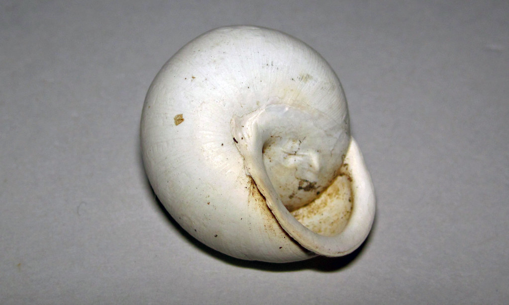 white-lipped globe snail (Mesodon thyroidus)