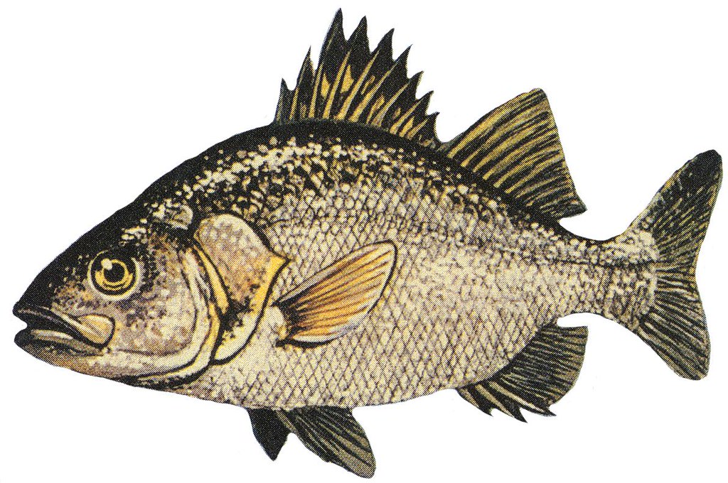 White perch (Morone americana)