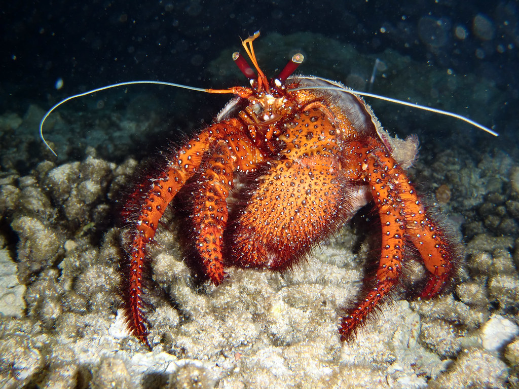White-Spotted Hermit Crab