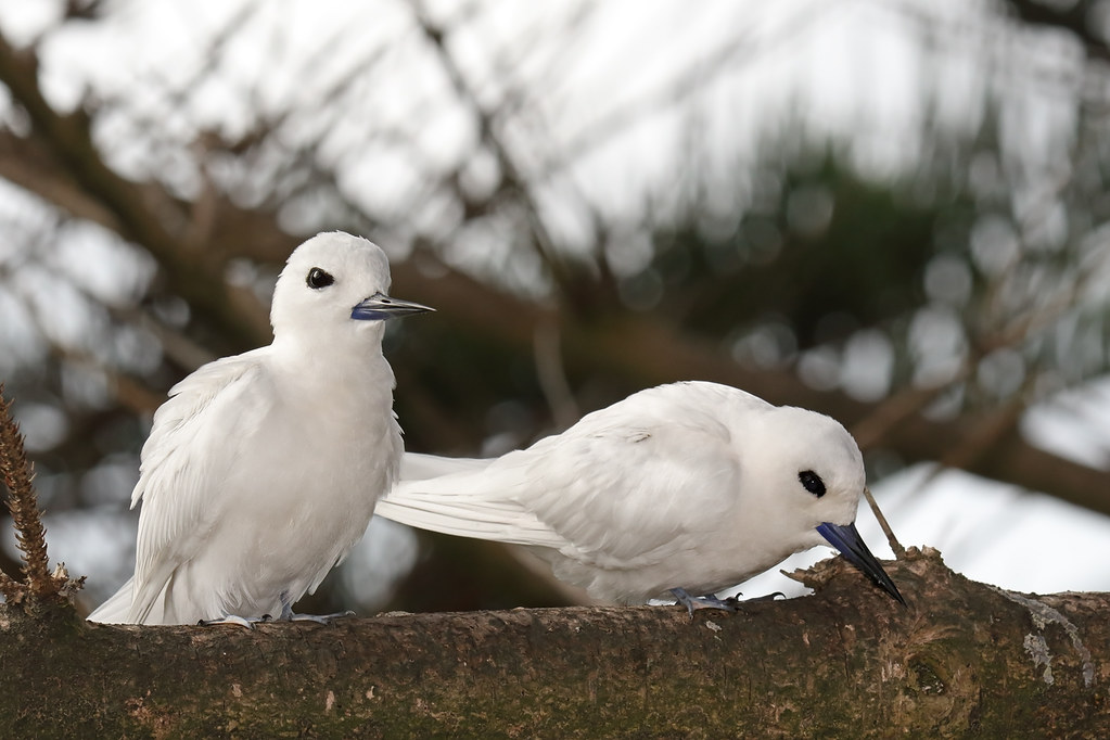 White Tern
