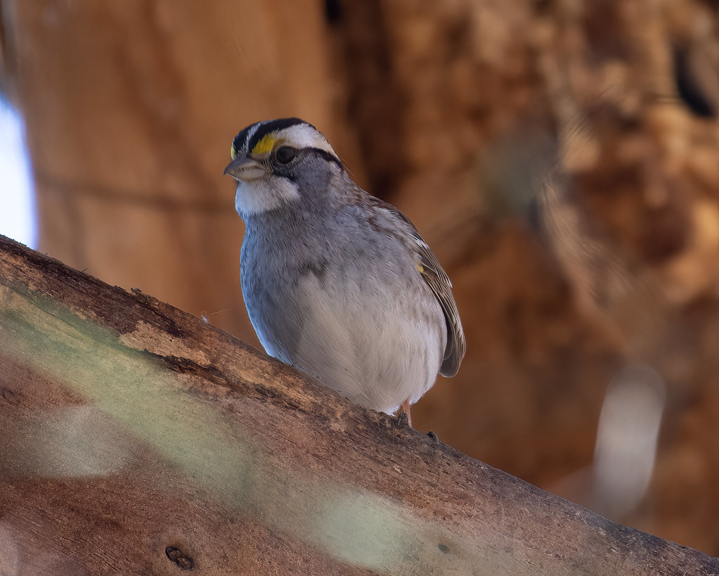 White-throated Sparrow