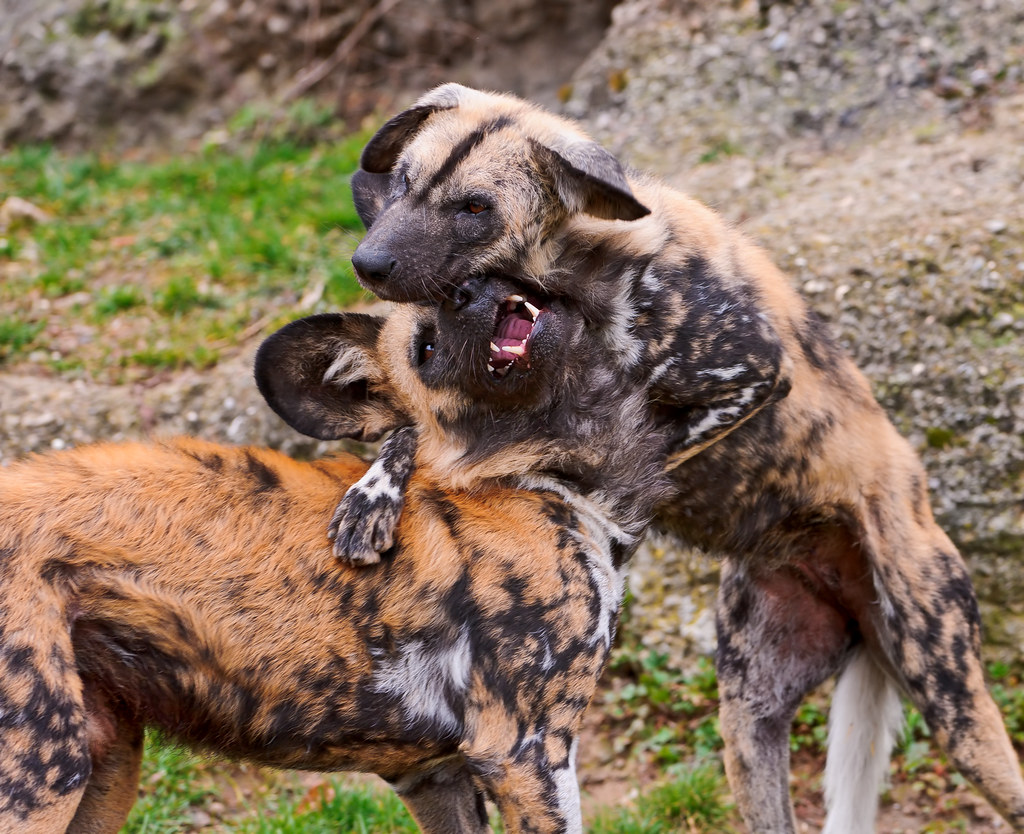 Wild Dogs