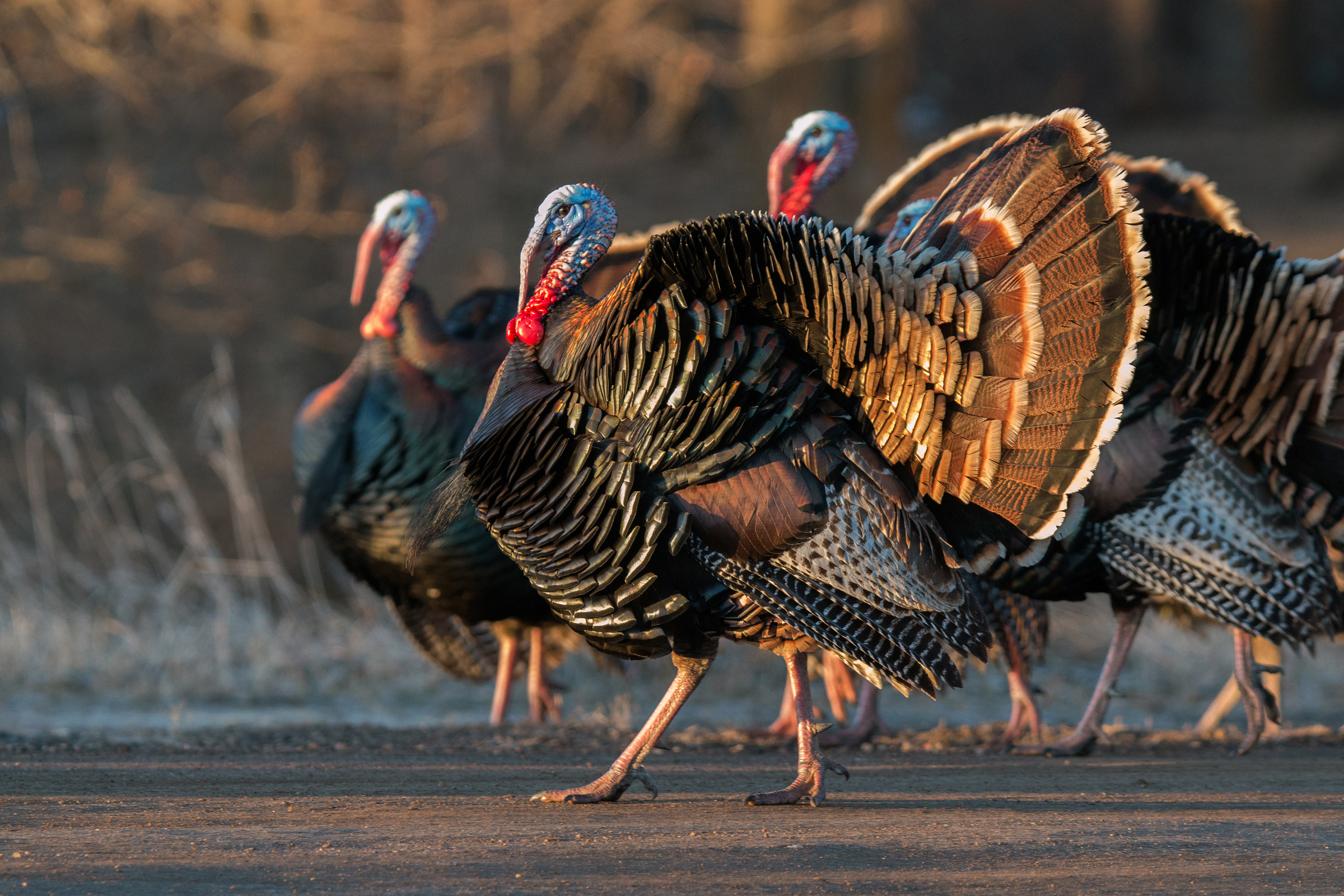 wild turkeys