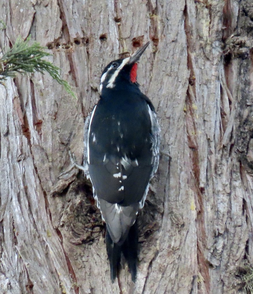 Williamson's Sapsucker