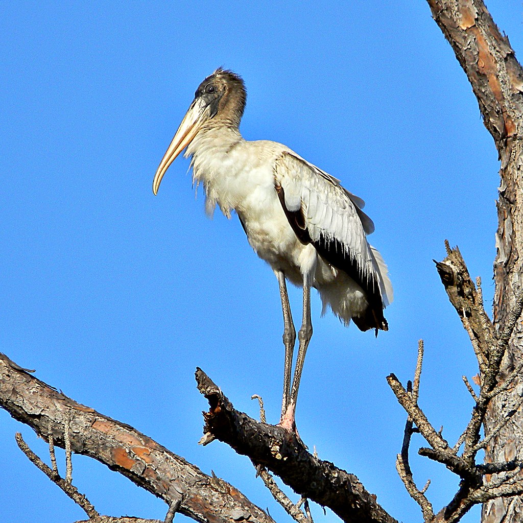 Wood Stork