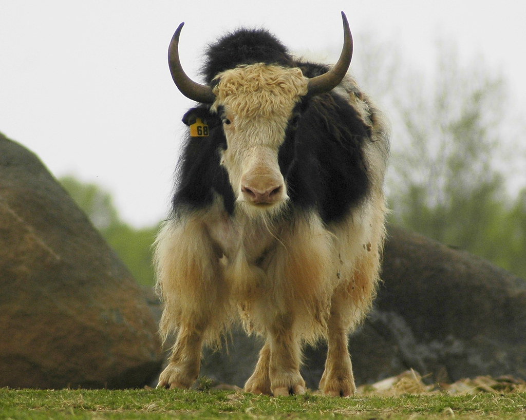 Yaks