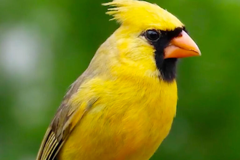 Yellow Birds That Call Colorado Home: A Complete Identification Guide