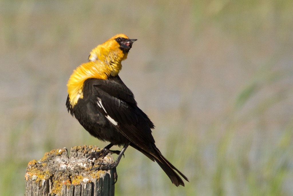 Yellow-headed Blackbird