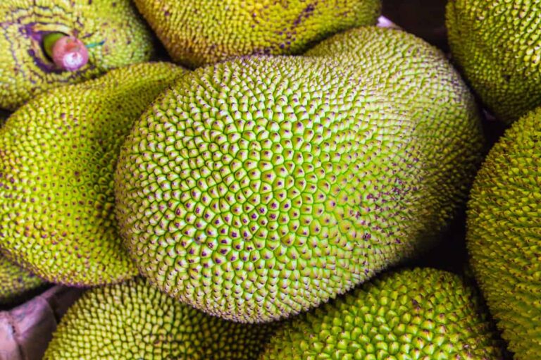 What Animals Eat Jackfruit: 8 Wildlife Species That Love This Giant Tropical Fruit