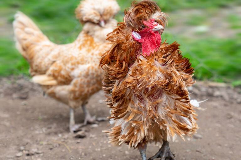 What Breeds Make a Frizzle Chicken? Origins and Distinct Traits Explained