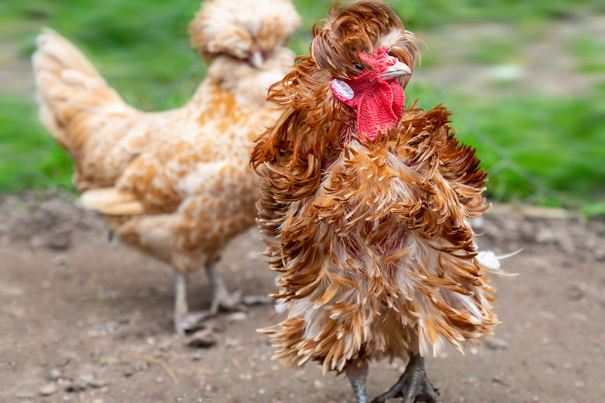 What Breeds Make a Frizzle Chicken