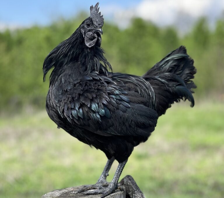 What Breeds Make a Zombie Chicken? Discover Its Origins and Unique Traits